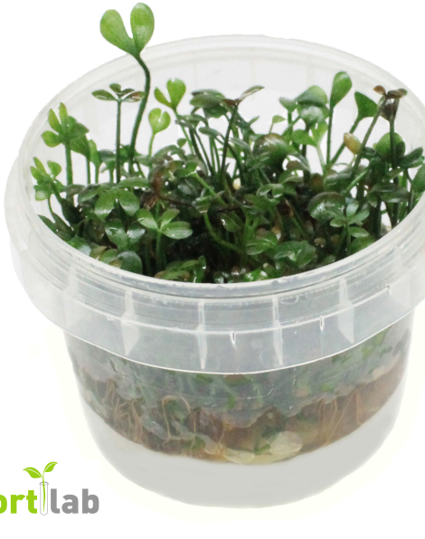 Marsilea hirsuta - tissue culture