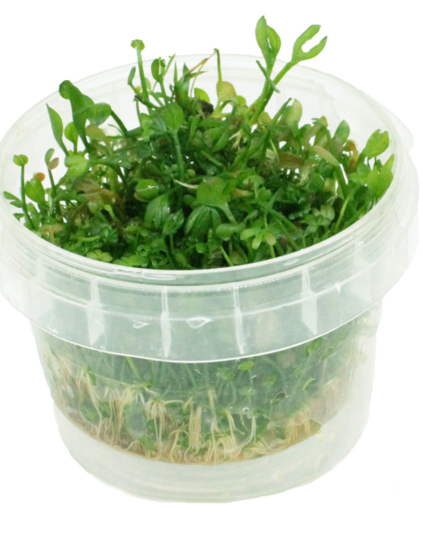Marsilea angustifolia - tissue culture
