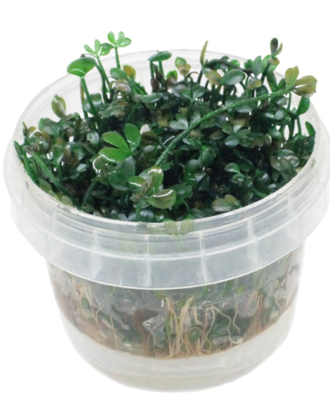 Marsilea crenata - tissue culture