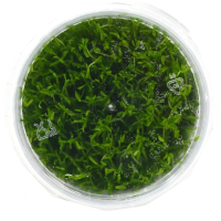 Microcarpaea Minima 'Merrill' - tissue culture