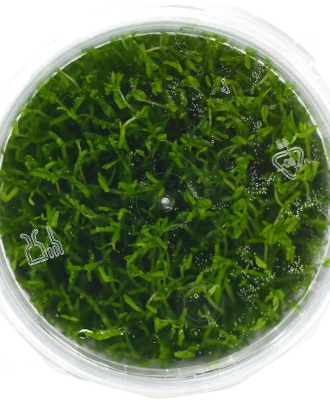 Microcarpaea Minima 'Merrill' - tissue culture