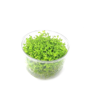 Micranthemum micranthemoides - tissue culture
