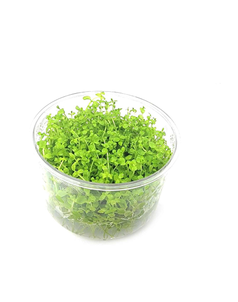 Micranthemum micranthemoides - tissue culture