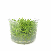 Micranthemum micranthemoides - tissue culture