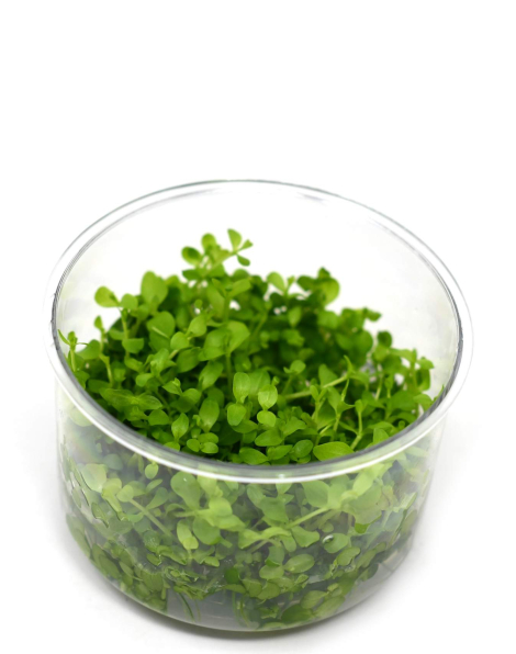 Micranthemum 'Monte Carlo' - tissue culture