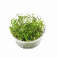 Myriophyllum aquaticum roraima - tissue culture