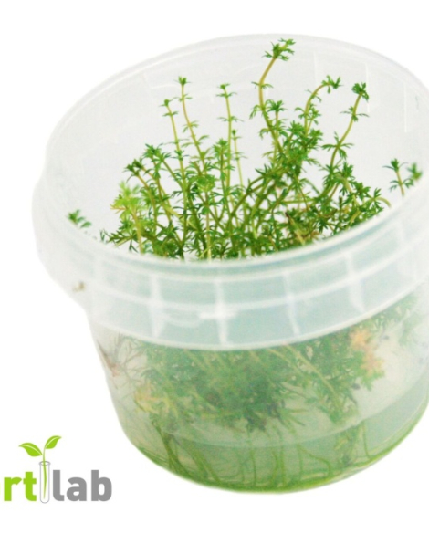 Myriophyllum tuberculatum - tissue culture