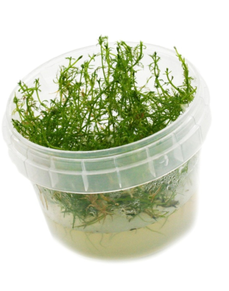 Myriophyllum aquaticum - tissue culture