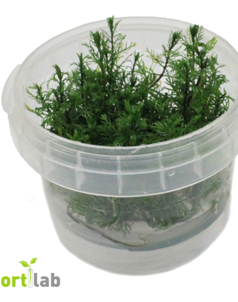 Myriophyllum mattogrossense - tissue culture