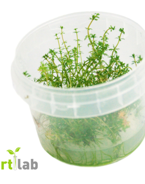Myriophyllum heterophyllum  - tissue culture