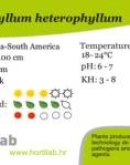 Myriophyllum heterophyllum  - tissue culture