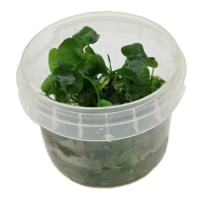 Nymphoides hydrophilla 'Taiwan' - tissue culture