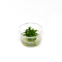 Pogostemon erectus - tissue culture