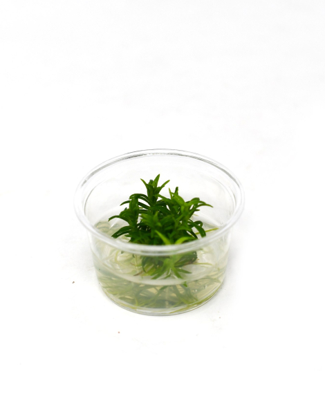 Pogostemon erectus Mini Cup
