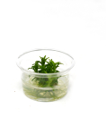 Pogostemon erectus Mini Cup