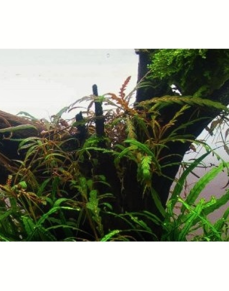 Hygrophila pinnatifida - tissue culture