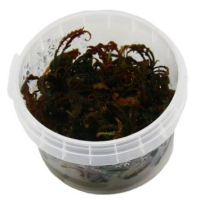 Hygrophila pinnatifida - tissue culture