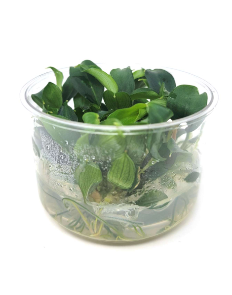 Piptospatha ridley - tissue culture