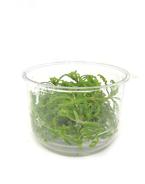 Pogostemon helferi - tissue culture