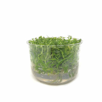 Pogostemon stellatus - tissue culture