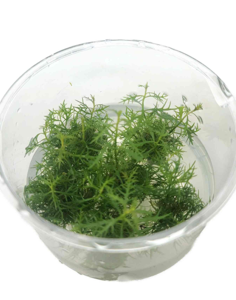 Proserpinaca palustris - tissue culture