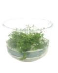 Proserpinaca palustris - tissue culture