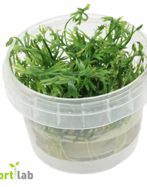 Ranunculus papualentis - tissue culture