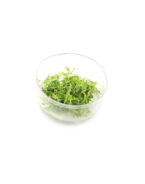 Rotala rotundifolia manipurensis - tissue culture