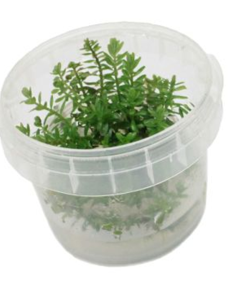 Rotala rotundifolia 'Green' tissue culture