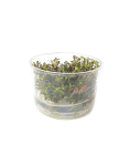 Rotala 'Colorata' - tissue culture