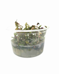 Rotala macrandra 'Japan'  - tissue culture