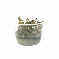 Rotala macrandra 'Japan'  - tissue culture