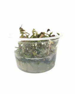 Rotala macrandra 'Japan'  - tissue culture