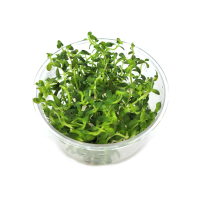 Rotala ramosior "Sunset" - tissue culture