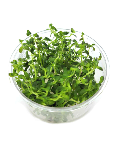 Rotala ramosior 