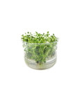 Rotala ramosior 