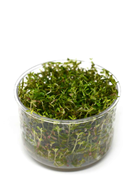 Rotala rotundifolia 'Vietnam H'ra' - tissue culture