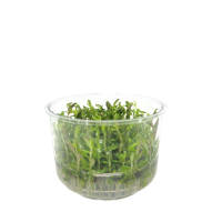 Rotala blood red - tissue culture