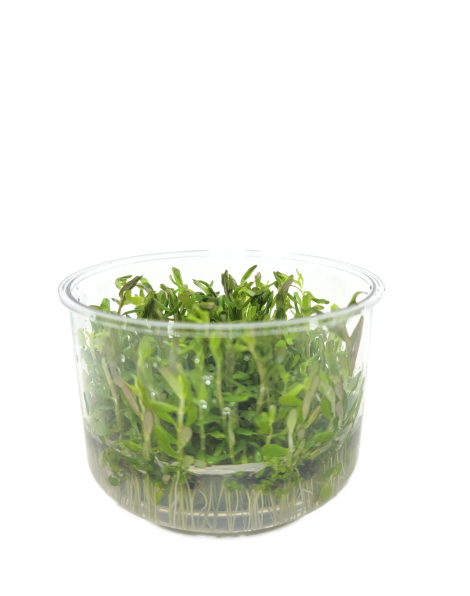 Rotala blood red - tissue culture