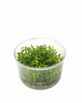 Rotala blood red - tissue culture