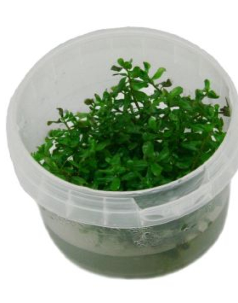 Rotala sp. 'Ceylon' - tissue culture