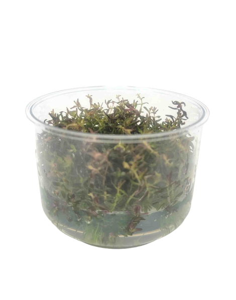Rotala macrandra mini red - tissue culture