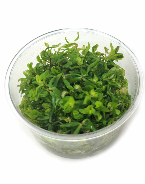 Rotala macrandra - tissue culture