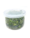 Rotala macrandra - tissue culture