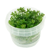Rotala rotundifolia - tissue culture