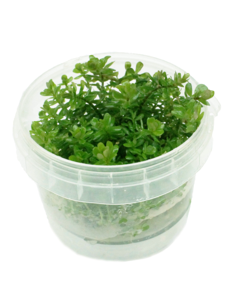 Rotala rotundifolia - tissue culture