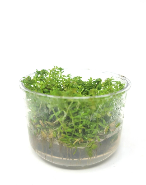 Rotala rotundifolia wayanad - tissue culture