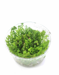 Rotala rotundifolia wayanad - tissue culture