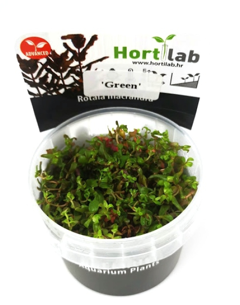 Rotala macrandra 