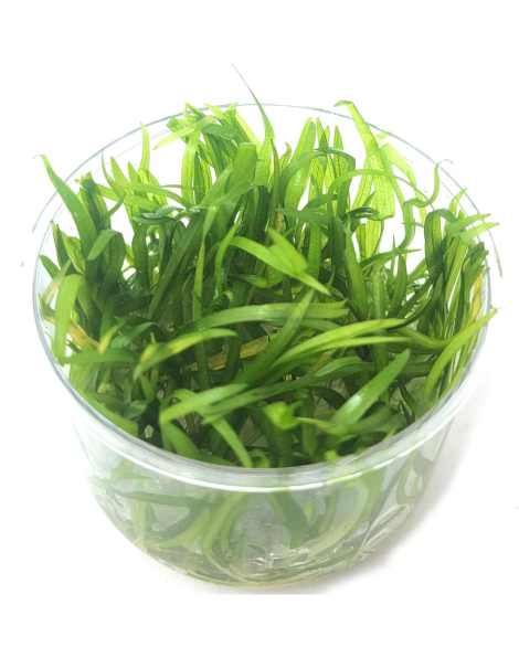 Sagittaria subulata  - tissue culture